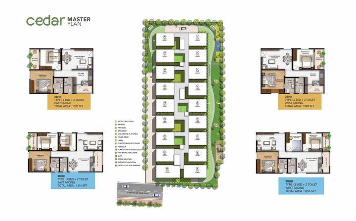 Bonsai Cedar Main Image 1