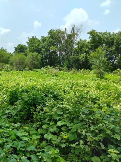 Randheja Plot View 1