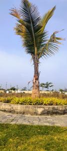 Image of 900 Sq.ft Residential Plot / Land for sale in Gurudev Avenue, Super Corridor, Indore for Rs. 4000000