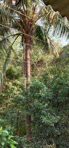 Image of 950 Sq.ft 2 BHK Independent House for sale in Oras Bk., Sindhudurg for Rs. 4000000