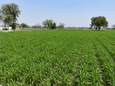 Image of 36000 Sq.ft Residential Plot / Land for sale in Kohara, Ludhiana for Rs. 40000000