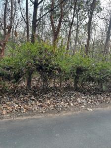 Emerald Enclave Plot View 3