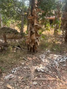 Image of 4356 Sq.ft Residential Plot / Land for sale in Kolazhy, Thrissur for Rs. 6500000