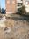 Royal Jat Colony Plot View 2