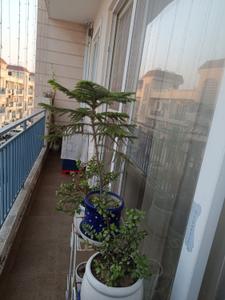 Balcony Image of 1075 Sq.ft 3 BHK Apartment / Flat for sale in MVD Nature City, Sector 127 Mohali for Rs. 6450000