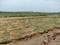 Majiara Plot View 2
