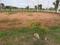 Piglipur Plot View 2