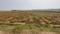 Amadalavalasa Plot View 2