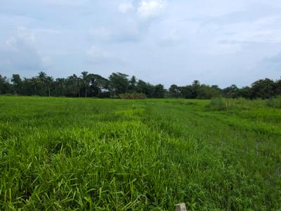 Nest Valley Plot View 2