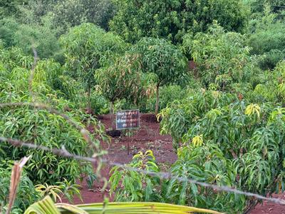 Image of 12000 Sq.ft Residential Plot / Land for sale in Bhor, Pune for Rs. 1200000