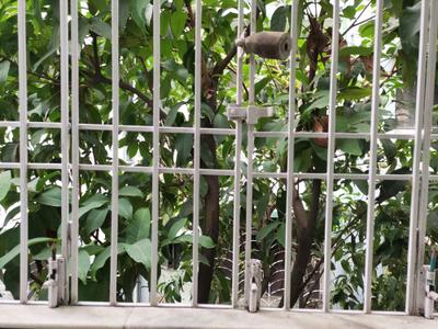 Kitchen Image of 900 Sq.ft 2 BHK Independent House for rent in Garia, Sonarpur Kolkata for Rs. 17000