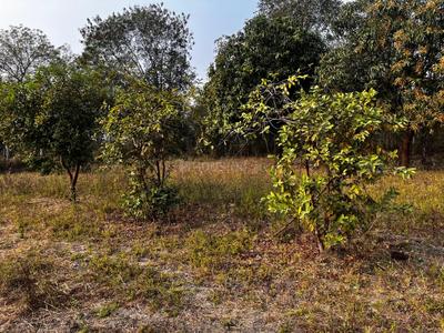 Kodarvaya Plot View 2