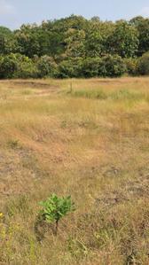 Image of 11000 Sq.ft Residential Plot / Land for sale in Kikvi, Pune for Rs. 1785000