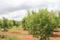 Profitable Farmlands Gauribidanur Main Image 1