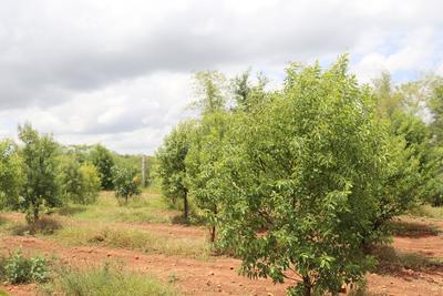 Residential Plot