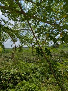 Image of 1200 Sq.ft 2 BHK Builder Floor for rent in Keshari Plaza, Dumduma, Bhubaneswar for Rs. 18000