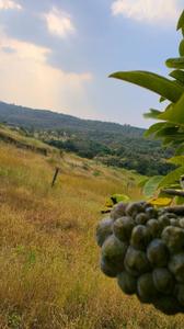 Image of 11000 Sq.ft Residential Plot / Land for sale in Nasrapur, Pune for Rs. 2100000
