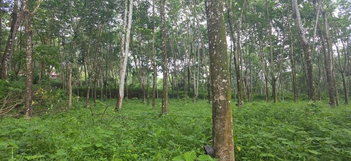 Rayamangalam Main Image 1