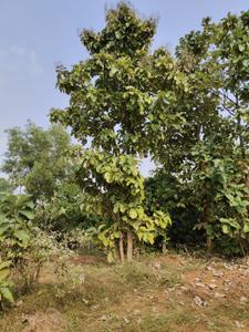 Image of 31968 Sq.ft Residential Plot / Land for sale in Kothavalasa, Visakhapatnam for Rs. 14800000