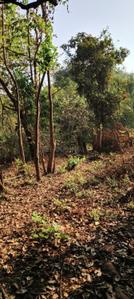 Image of 2450 Sq.ft Residential Plot / Land for sale in Colvale, Goa for Rs. 61300000