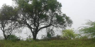 Image of 9600 Sq.ft Residential Plot / Land for sale in Thiruvallur, Chennai for Rs. 13400000