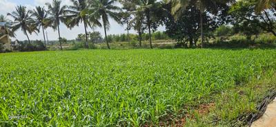 Image of 1200 Sq.ft Residential Plot / Land for sale in Devanahalli, Bengaluru for Rs. 1100000
