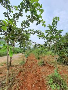 Image of 200 Sq.ft Residential Plot / Land for sale in Kothavalasa, Visakhapatnam for Rs. 1300000