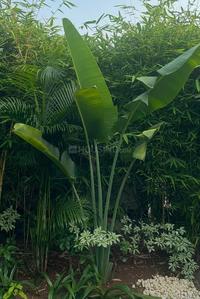 Image of 4800 Sq.ft 4 BHK Independent House for sale in Verla Canca, Goa for Rs. 157500000