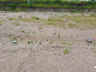 Image of 150 Sq.ft Residential Plot / Land for sale in Miyapur, Hyderabad for Rs. 4500000