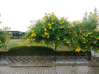 Image of 150 Sq.ft Residential Plot / Land for sale in Mansha Oaks, Sector 98, Faridabad for Rs. 16200000