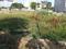 Sector 102 Plot View 2