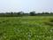 Sonargaon 2 Plot View 2