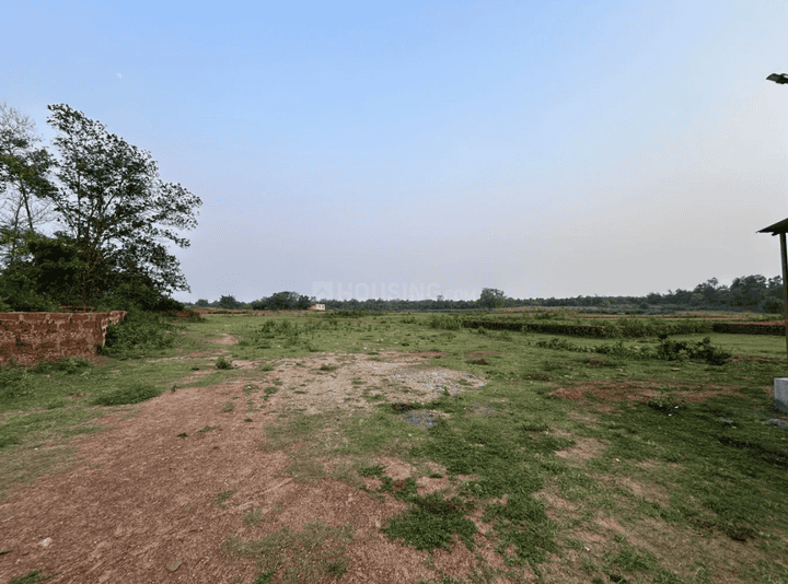 Euphonia Main Image 1