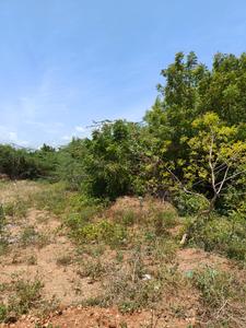 Residential Plot