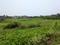 Sonargaon 2 Plot View 2