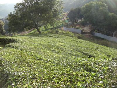 Image of 17440 Sq.ft Residential Plot / Land for sale in Coonoor, Nilgiris for Rs. 32000000