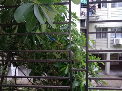 Living Room Image of 450 Sq.ft 1 BHK Apartment / Flat for sale in Shapoorji Pallonji Shukhobrishti, New Town Kolkata for Rs. 2450000