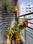RL Roohi Arcade Balcony 1