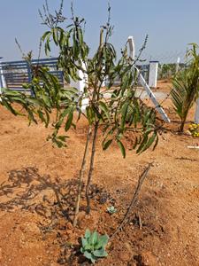 Image of 200 Sq.ft Residential Plot / Land for sale in Kolanupaka, Yadadri Bhuvanagiri for Rs. 1100000