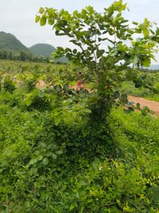 Image of 100 Sq.ft Residential Plot / Land for sale in Bhogapuram, Visakhapatnam for Rs. 600000