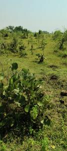 Hingna More Images 1