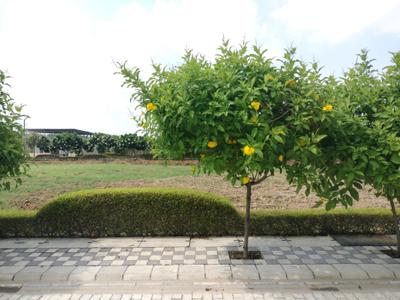Image of 140 Sq.ft Residential Plot / Land for sale in Mansha Oaks, Sector 98, Faridabad for Rs. 17500000