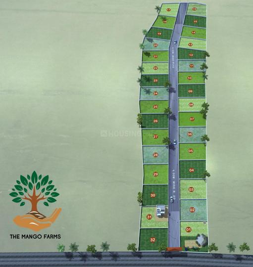 MANGO FARMS Main Image 1