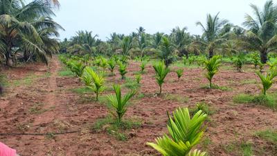 Image of 10000 Sq.ft Residential Plot / Land for sale in Konanakunte, Bengaluru for Rs. 45000000