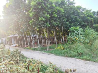 Image of 3526 Sq.ft Residential Plot / Land for sale in Payradanga, Nadia for Rs. 2650000