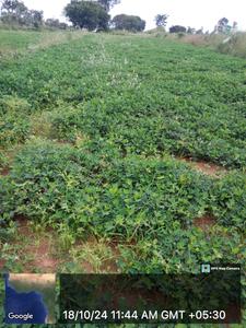 Agricultural Land