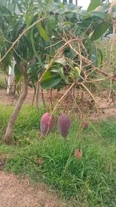 Image of 250 Sq.ft Residential Plot / Land for sale in Srungavarapu kota, Vizianagaram for Rs. 1500000
