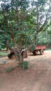 Image of 99999 Sq.ft Residential Plot / Land for sale in Kalayarkoil, Sivaganga for Rs. 300000000
