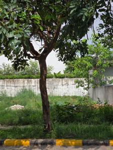 Image of 538 Sq.ft Residential Plot / Land for sale in DLF Alameda, Sector 73, Gurgaon for Rs. 156000000