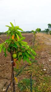Image of 10000 Sq.ft Residential Plot / Land for sale in Ongur, Viluppuram for Rs. 2000000